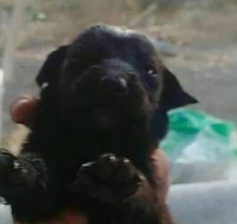 Foto de Starfiel